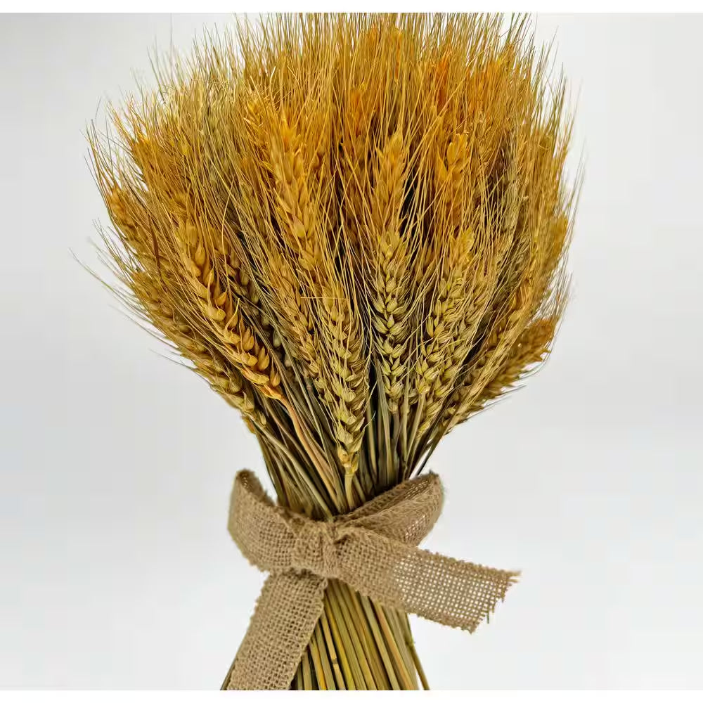 Preserved Decorative Wheat