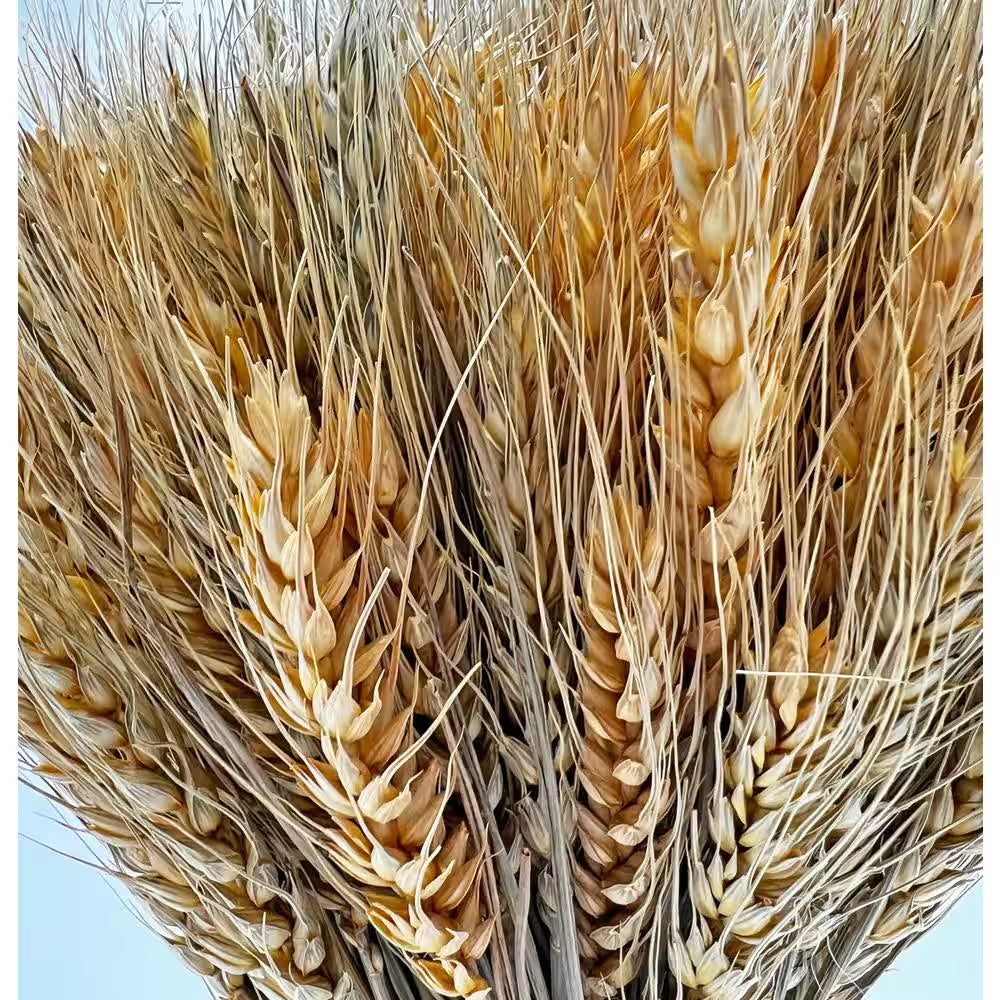 Preserved Decorative Wheat